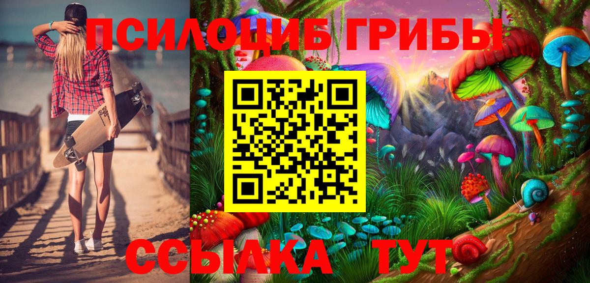 Псилоцибиновые грибы Psilocybe Новозыбков